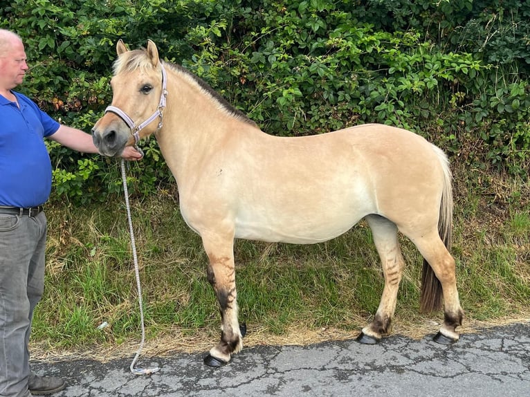 Koń fiordzki Klacz 4 lat 145 cm Bułana in Morsbach