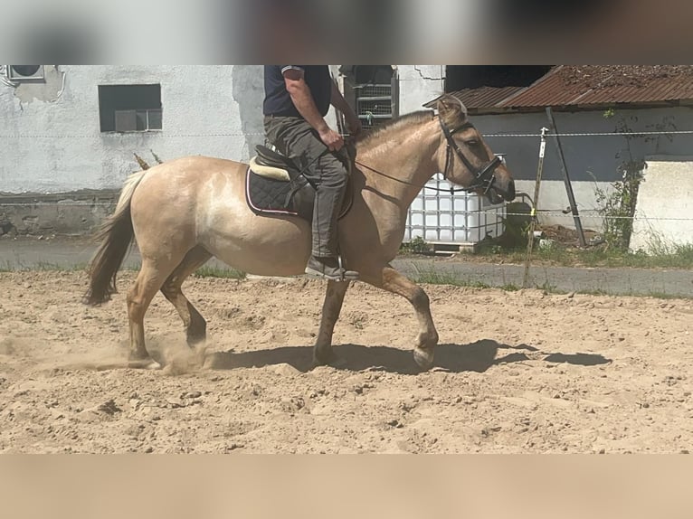 Koń fiordzki Klacz 4 lat 145 cm Bułana in Morsbach