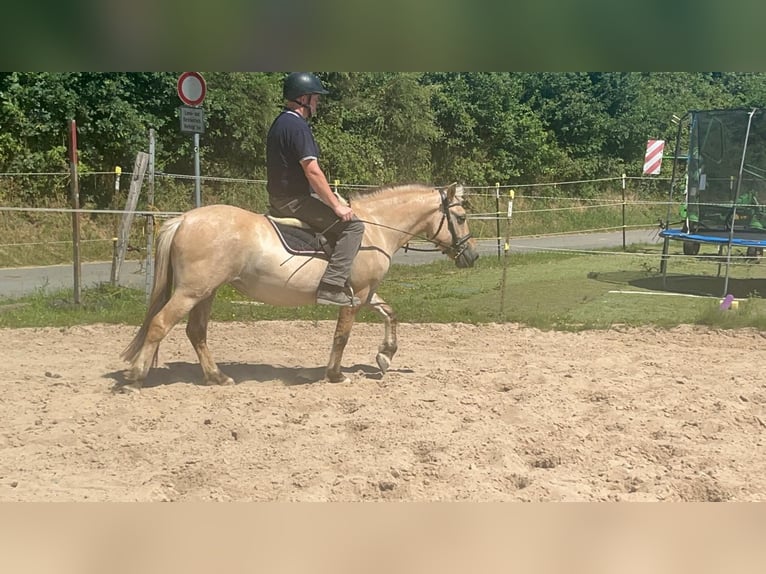 Koń fiordzki Klacz 4 lat 145 cm Bułana in Morsbach