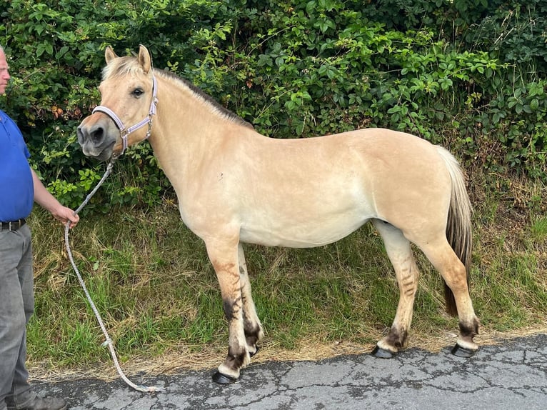 Koń fiordzki Klacz 4 lat 145 cm Bułana in Morsbach