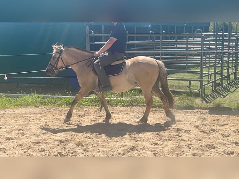 Koń fiordzki Klacz 4 lat 145 cm Bułana in Morsbach