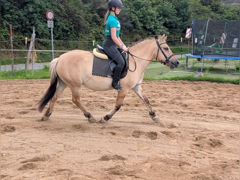 Koń fiordzki Klacz 4 lat 145 cm Bułana in Morsbach