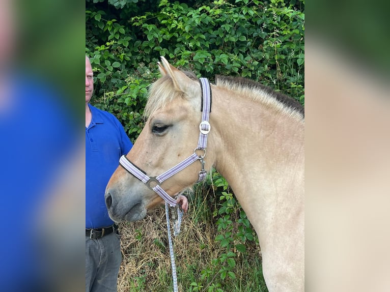 Koń fiordzki Klacz 4 lat 145 cm Bułana in Morsbach