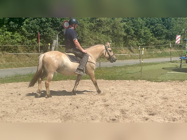 Koń fiordzki Klacz 4 lat 145 cm Bułana in Morsbach