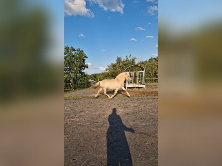 Koń fiordzki Klacz 4 lat 146 cm Bułana in Stipshausen