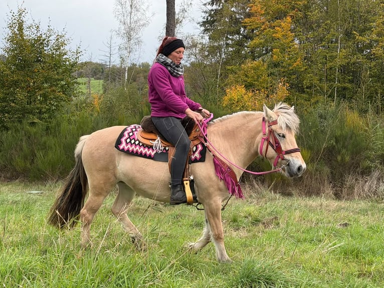 Koń fiordzki Klacz 4 lat 146 cm Bułana in Linkenbach