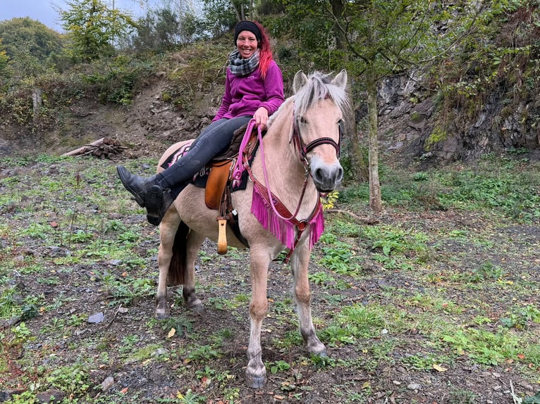 Koń fiordzki Klacz 4 lat 146 cm Bułana in Linkenbach