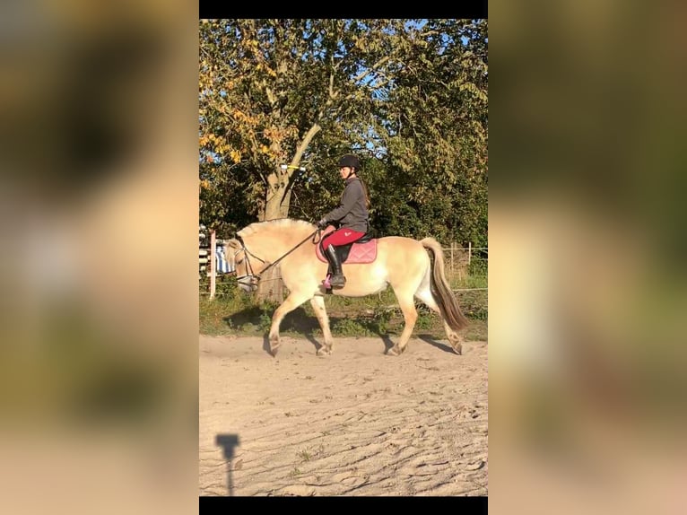 Koń fiordzki Klacz 4 lat 147 cm Gniada in Grote Brogel