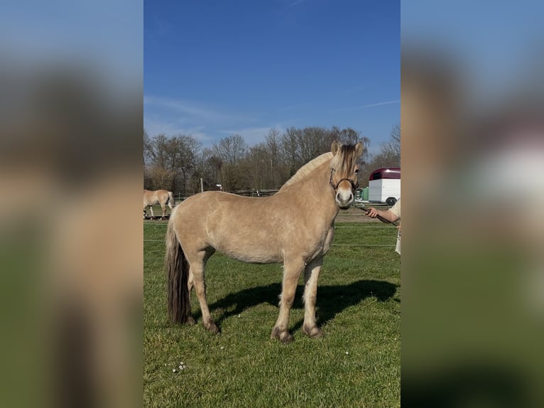 Koń fiordzki Klacz 4 lat 148 cm Bułana in BonnBonn