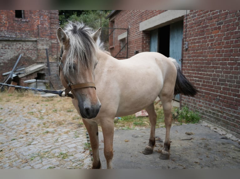 Koń fiordzki Klacz 4 lat 148 cm  in oisy le verger