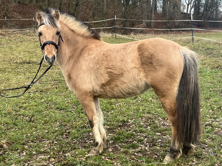 Koń fiordzki Klacz 5 lat 135 cm Bułana in Ursensollen
