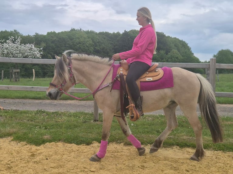 Koń fiordzki Klacz 5 lat 146 cm Bułana in Linkenbach