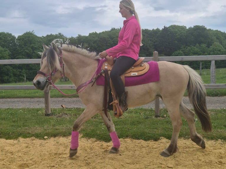 Koń fiordzki Klacz 5 lat 146 cm Bułana in Linkenbach