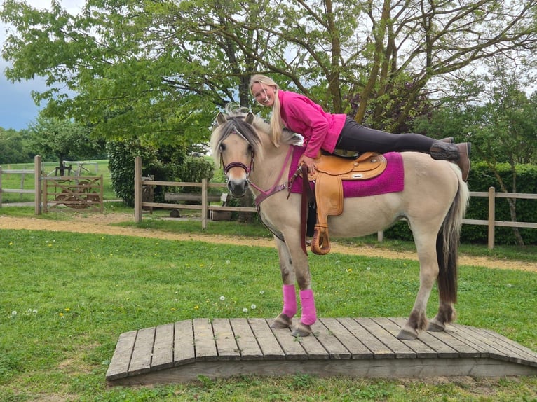 Koń fiordzki Klacz 5 lat 146 cm Bułana in Linkenbach