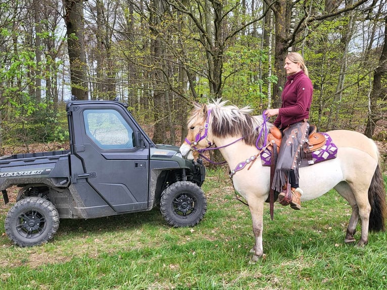 Koń fiordzki Klacz 5 lat 147 cm Bułana in Linkenbach