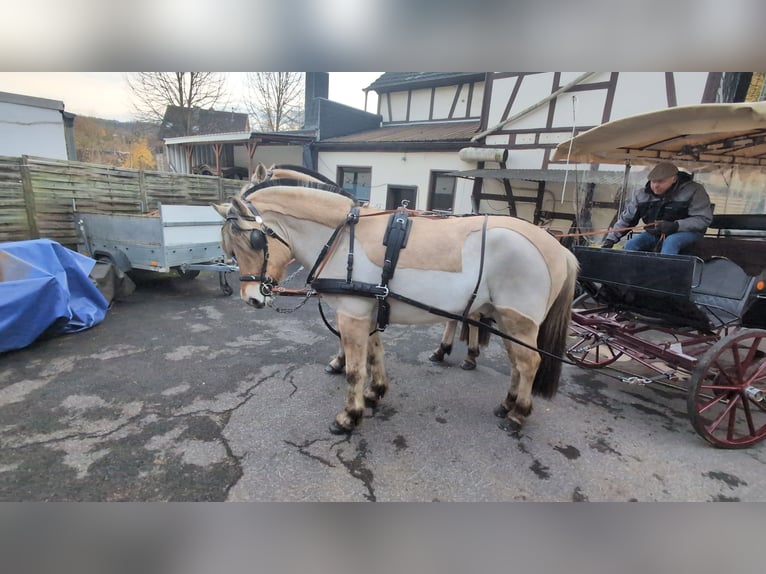 Koń fiordzki Klacz 5 lat 157 cm Bułana in Morsbach