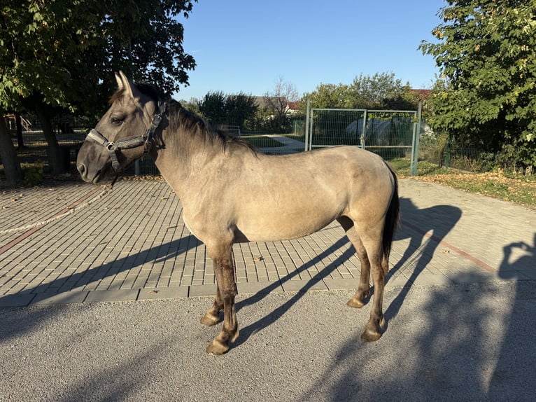 Koń fiordzki Mix Klacz 6 lat 140 cm Bułana in Kóny