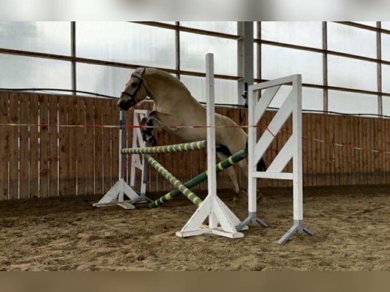 Koń fiordzki Klacz 6 lat 146 cm Ciemnokasztanowata in Iszkaszentgy&#xF6;rgy