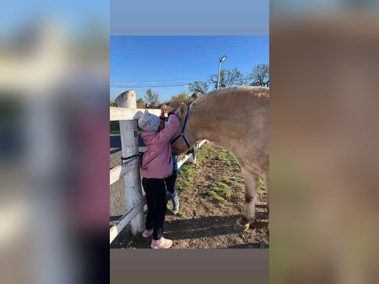 Koń fiordzki Klacz 6 lat 146 cm Ciemnokasztanowata in Iszkaszentgy&#xF6;rgy
