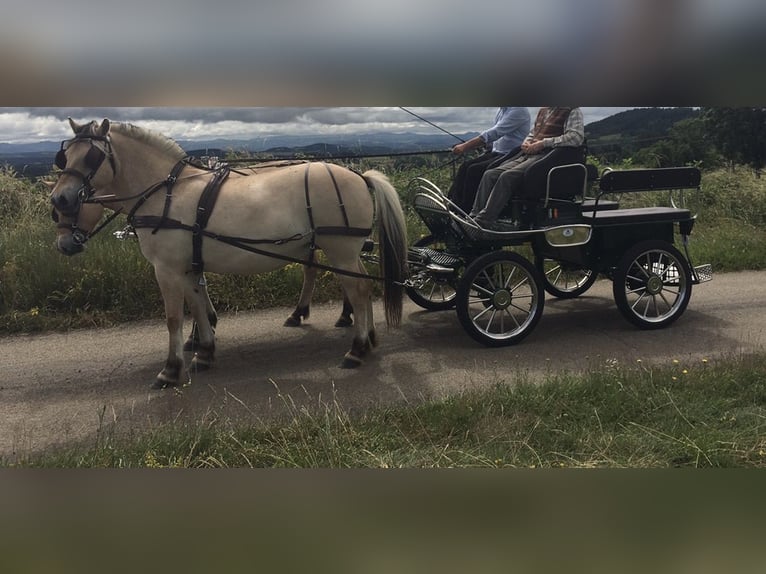 Koń fiordzki Klacz 6 lat Bułana in Le Puy-en-Velay