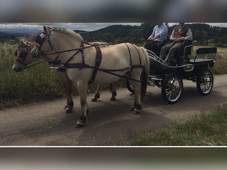 Koń fiordzki Klacz 6 lat Bułana in Le Puy-en-Velay