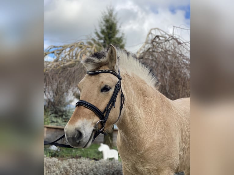 Koń fiordzki Klacz 7 lat 145 cm Bułana in Iggingen