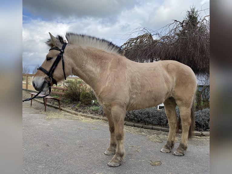 Koń fiordzki Klacz 7 lat 145 cm Bułana in Iggingen