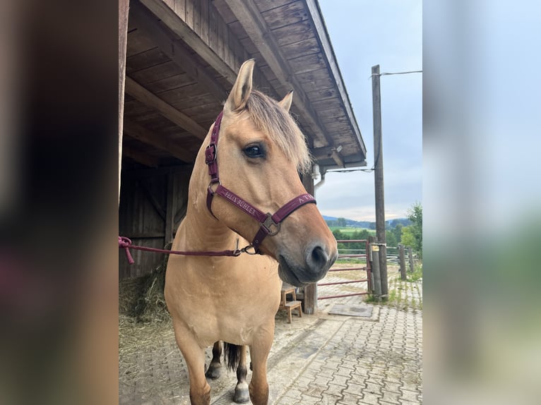 Koń fiordzki Klacz 7 lat 147 cm Bułana in Schöllnach