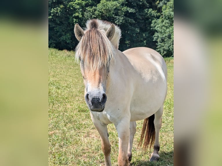 Koń fiordzki Klacz 7 lat 147 cm in Lautertal