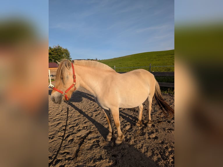 Koń fiordzki Klacz 7 lat 147 cm in Lautertal