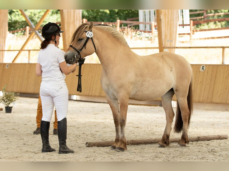 Koń fiordzki Klacz 8 lat 145 cm Bułana in Puy de Dome