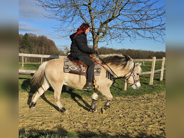 Koń fiordzki Klacz 8 lat 149 cm Bułana in Linkenbach