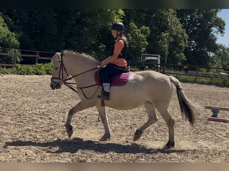 Koń fiordzki Klacz 8 lat 151 cm Bułana in Mücheln (Geiseltal)
