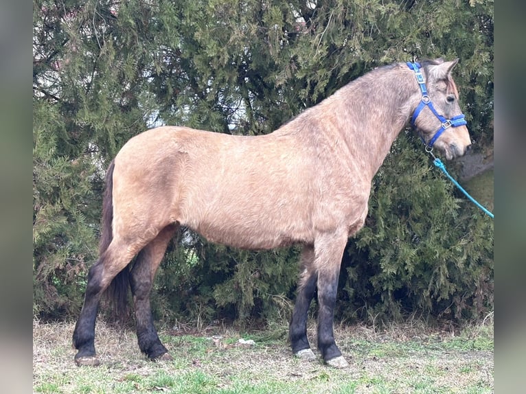 Koń fiordzki Mix Klacz 9 lat 138 cm Jelenia in Békés