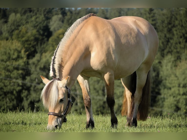 Koń fiordzki Klacz 9 lat 140 cm Bułana in Oberneukirchen