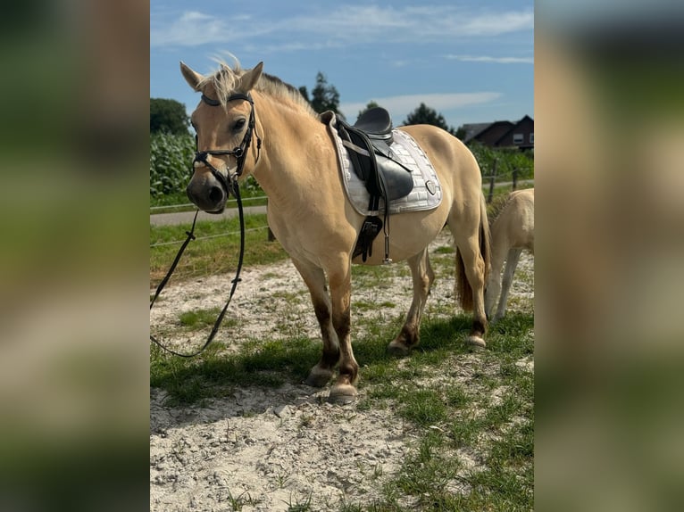Koń fiordzki Klacz 9 lat 146 cm in M&#xF6;nchengladbach