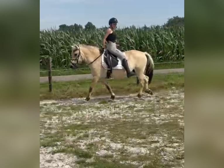 Koń fiordzki Klacz 9 lat 146 cm in M&#xF6;nchengladbach