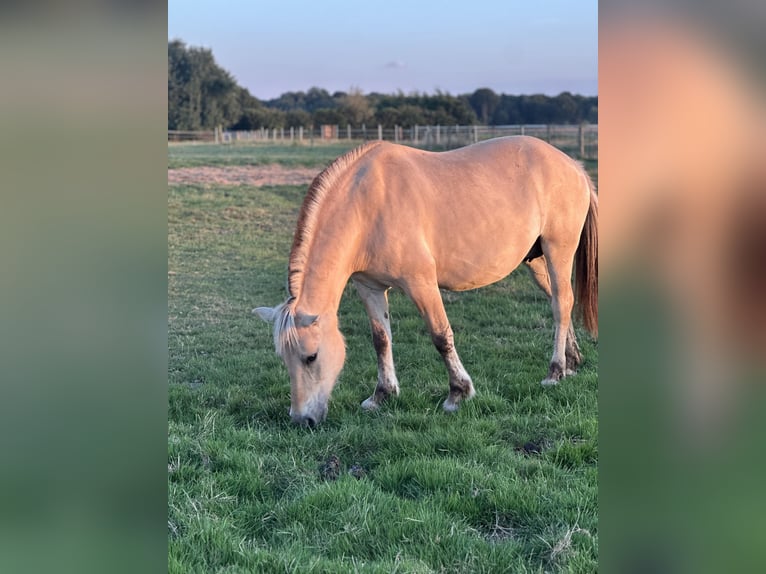 Koń fiordzki Klacz 9 lat 146 cm in M&#xF6;nchengladbach