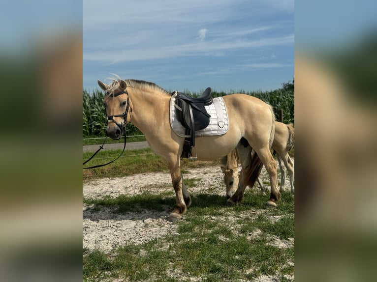 Koń fiordzki Klacz 9 lat 146 cm in M&#xF6;nchengladbach