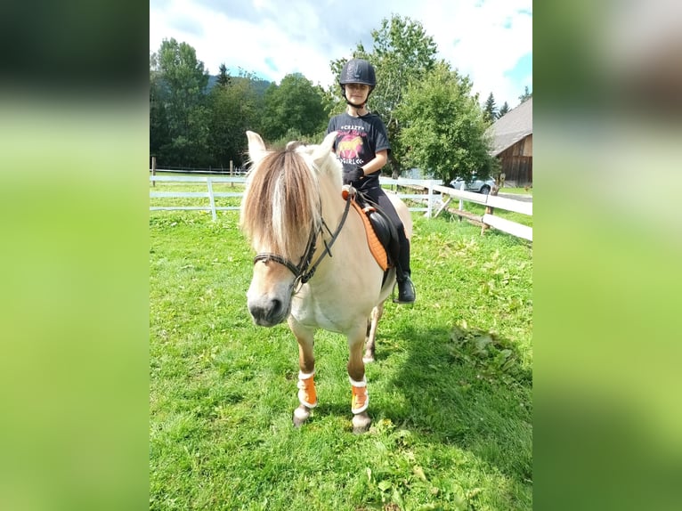 Koń fiordzki Klacz 9 lat 148 cm Bułana in Sirnitz