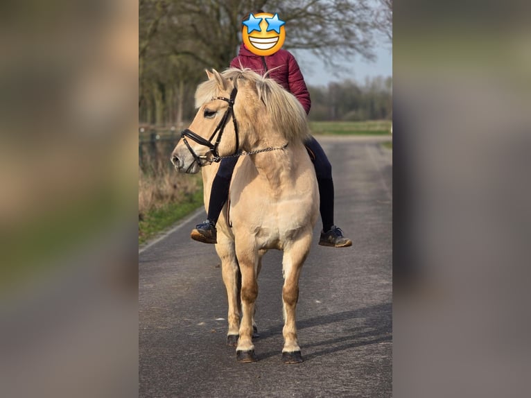 Koń fiordzki Klacz 9 lat 152 cm Izabelowata in Someren