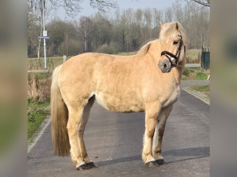 Koń fiordzki Klacz 9 lat 152 cm Izabelowata in Someren