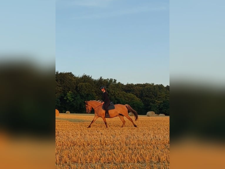 Koń fiordzki Mix Klacz 9 lat 153 cm Bułana in Mettmann