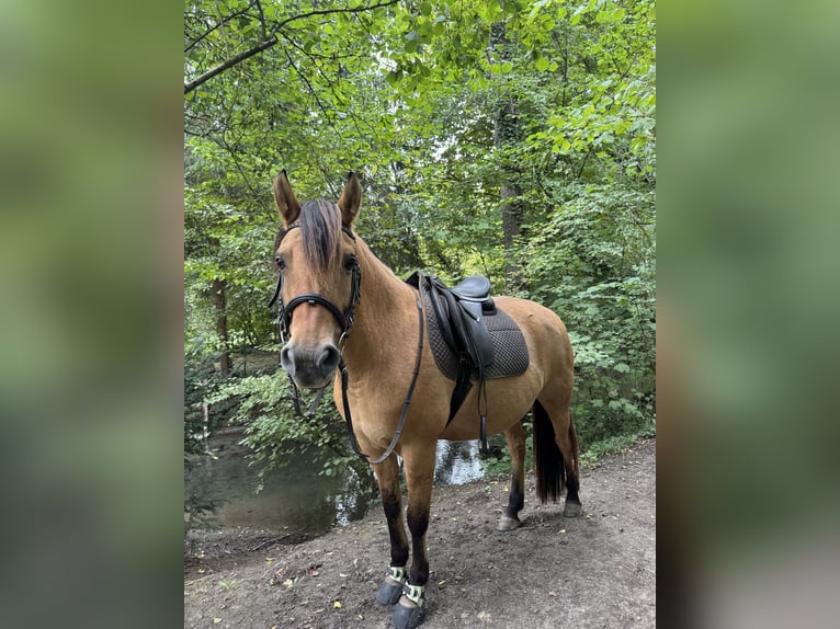 Koń fiordzki Mix Klacz 9 lat 153 cm Bułana in Mettmann