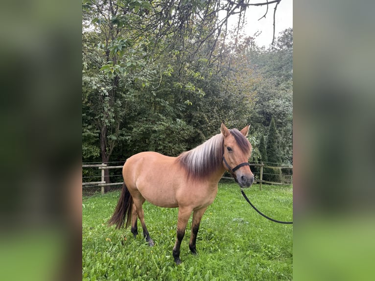 Koń fiordzki Mix Klacz 9 lat 153 cm Bułana in Mettmann