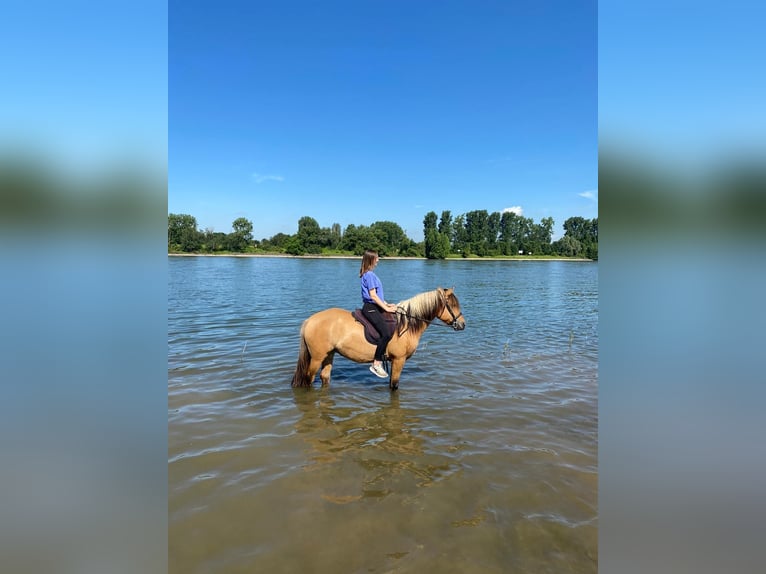 Koń fiordzki Mix Klacz 9 lat 153 cm Bułana in Mettmann