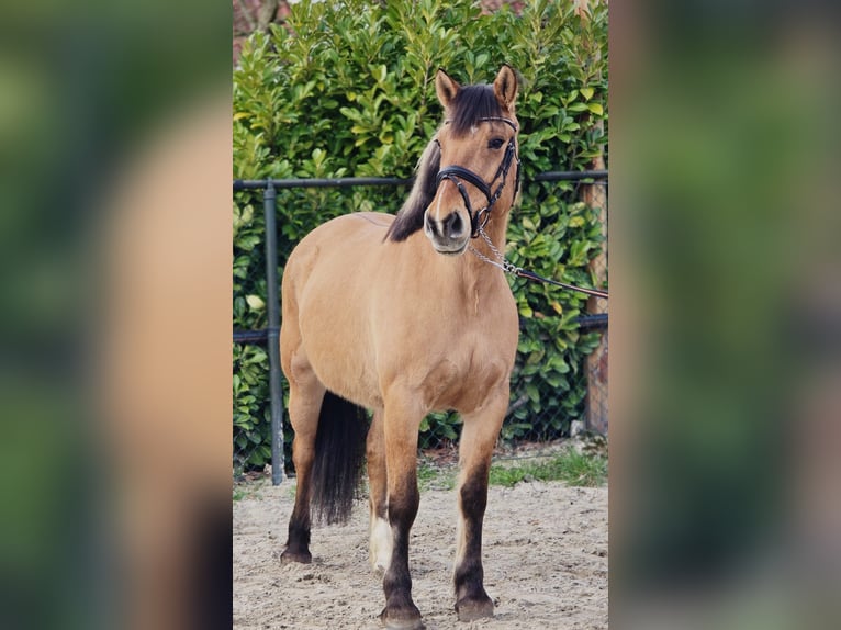 Koń fiordzki Klacz 9 lat 160 cm Bułana in Someren