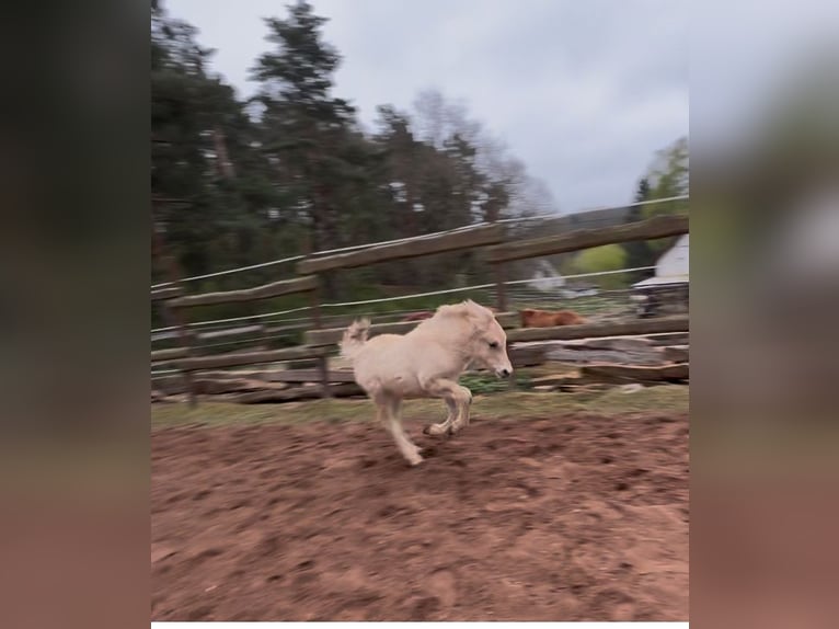 Koń fiordzki Klacz  140 cm Bułana in Altleiningen