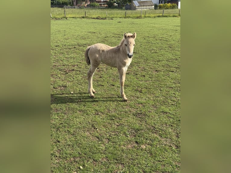 Koń fiordzki Klacz Źrebak (05/2025) 149 cm Bułana in MarsbergGiershagen