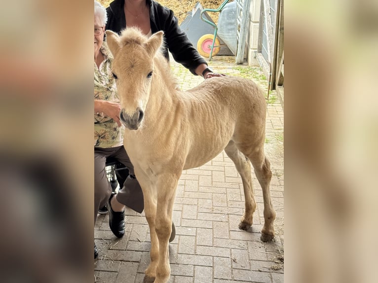 Koń fiordzki Klacz  149 cm Bułana in MarsbergGiershagen